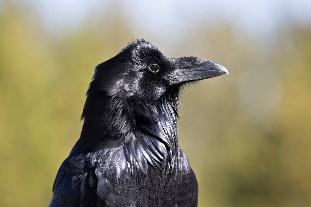 Common raven by YellowstoneNPS is marked with CC PDM 1.0